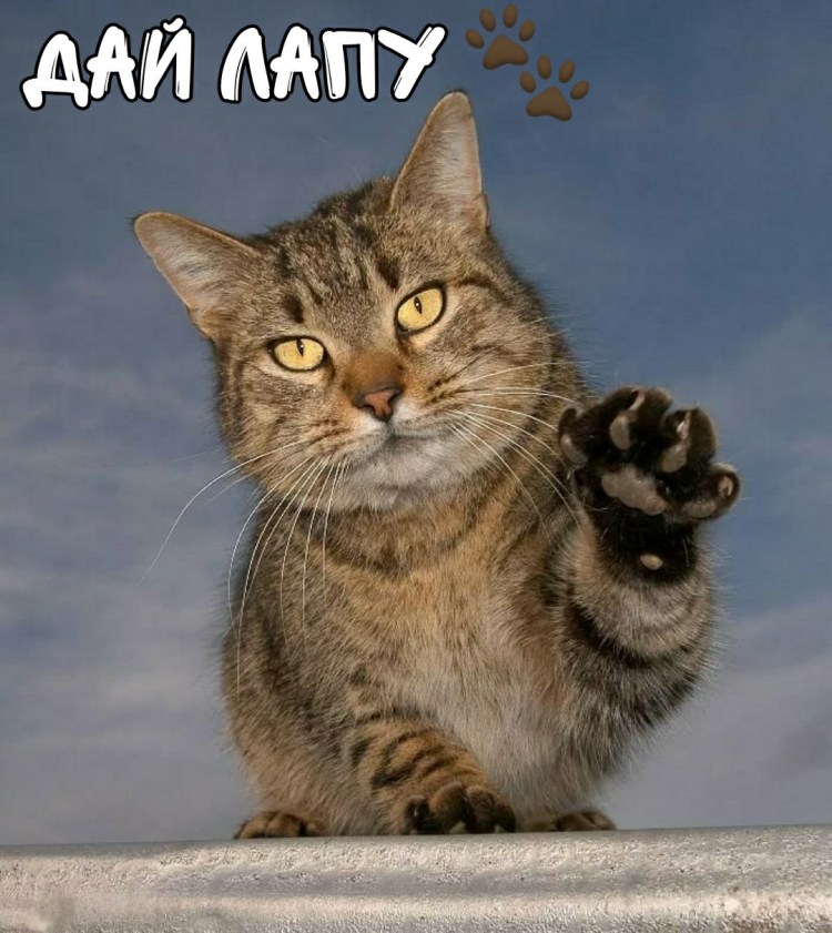 Смешные котята