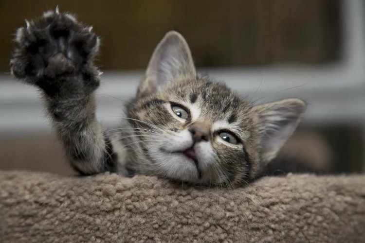 Мимишные котята