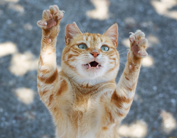 Лапка котика