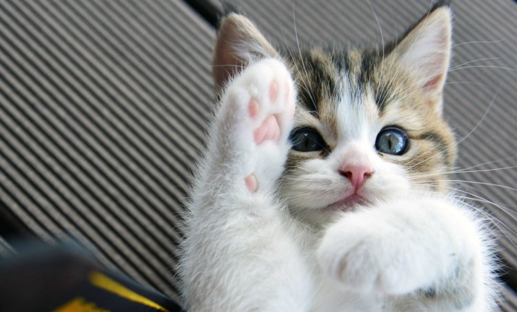 Смешные котята