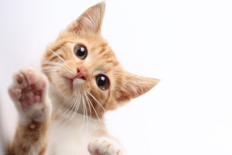 Кот приветствует лапой