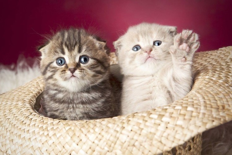 Золотой котик машет лапкой