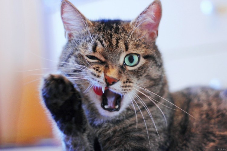 Кошка пока