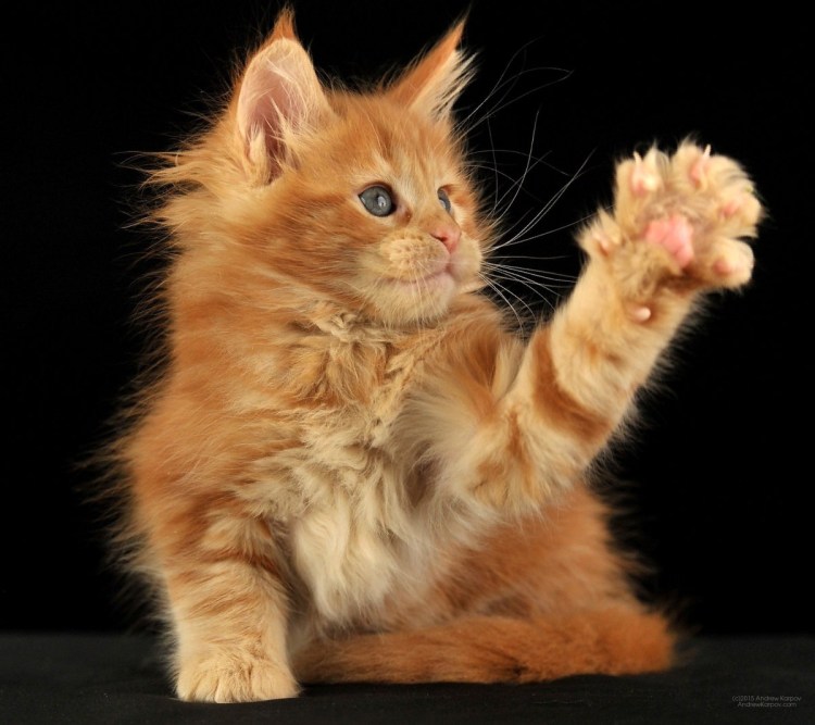 Фотография котят машущих лапой