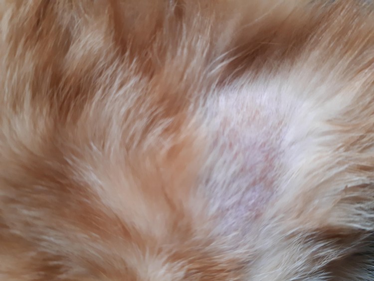 Кошачий лишай микроспория