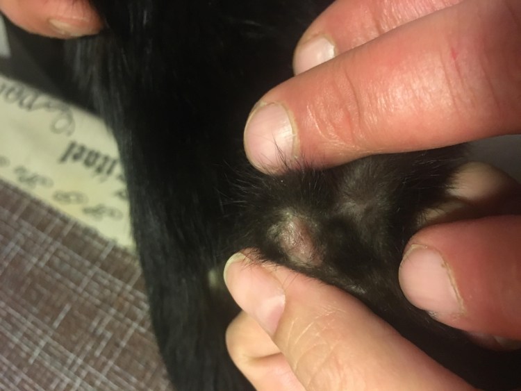 У кошки на задних лапах залысины