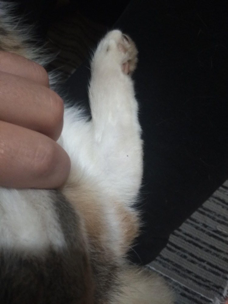 У кота проплешина на спине