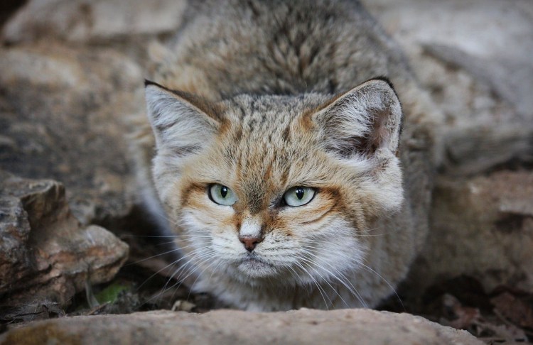 Барханный кот в пустыне