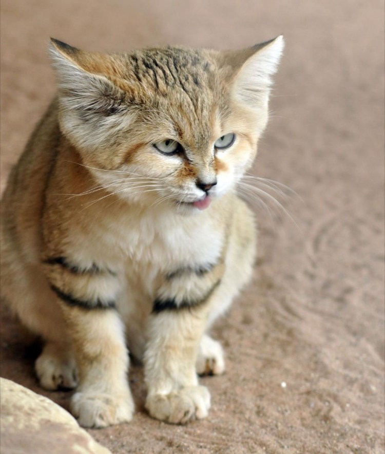 Песчаная кошка (Felis Margarita)