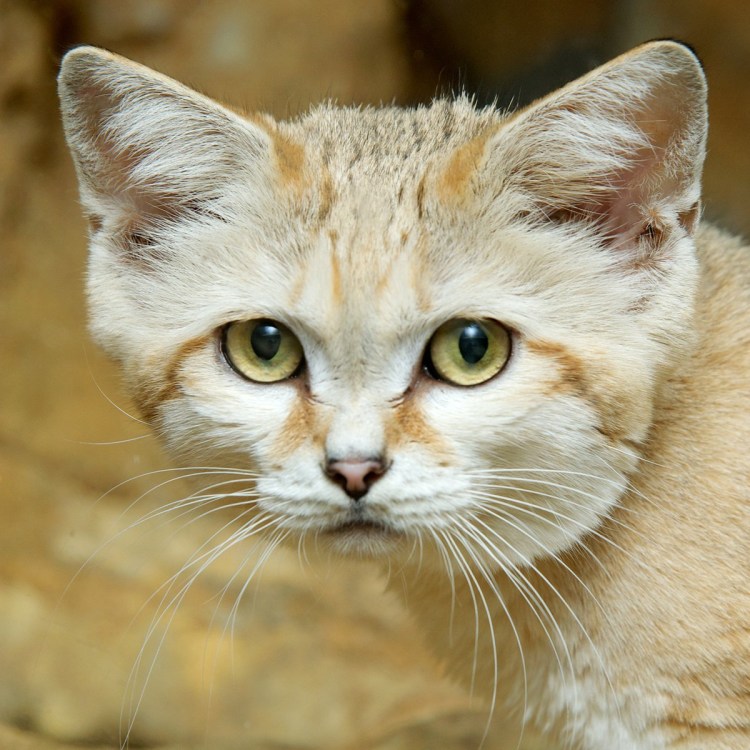 Арабский песчаный кот