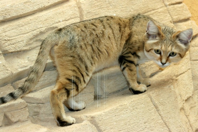 Барханный кот котята