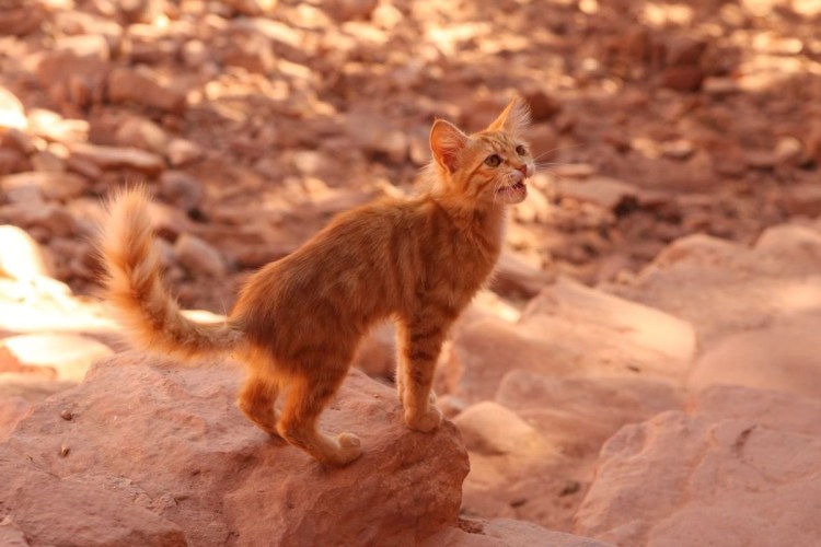 Барханный кот в пустыне