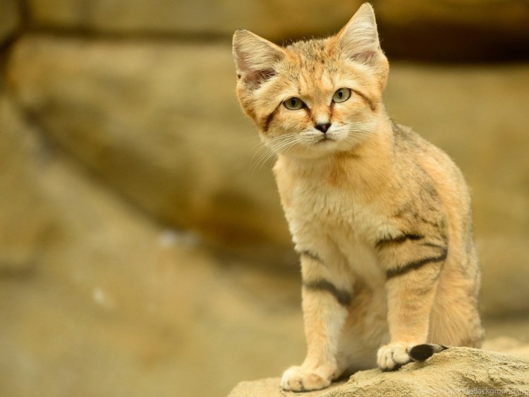 Барханный кот