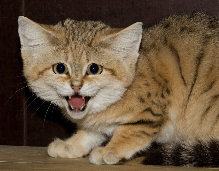 Пустынный барханный кот