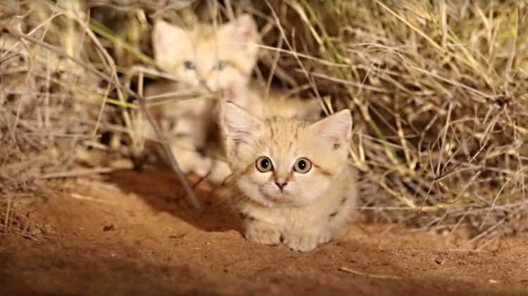 Барханный кот домашний