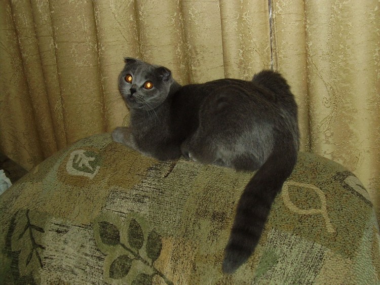 Помесь вислоухой и британской