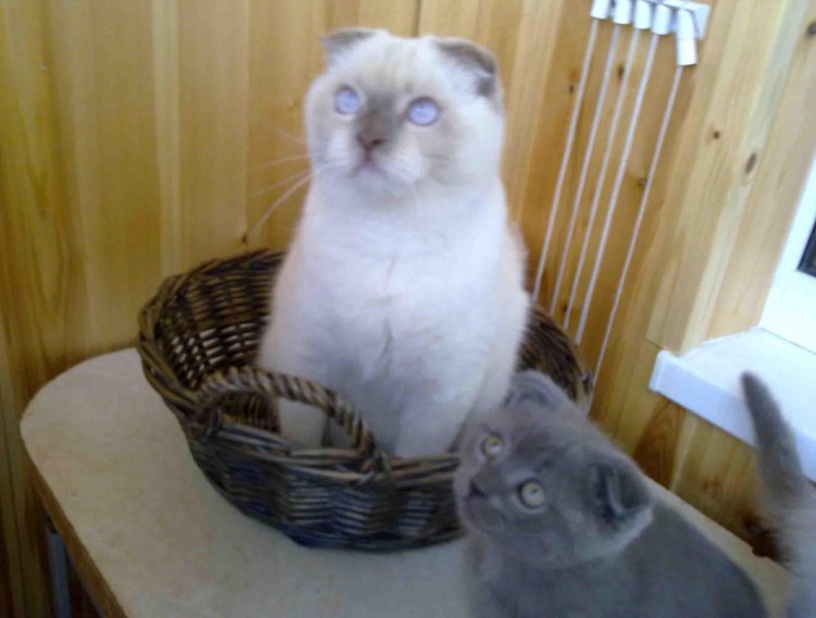 Шотландская кошечка потеряшка