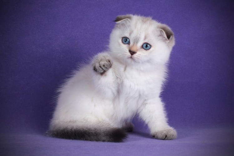 Сиамский скоттиш фолд