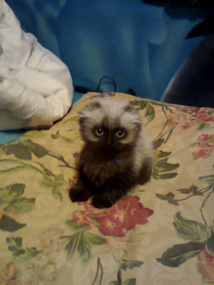 Сиамская вислоухая кошка