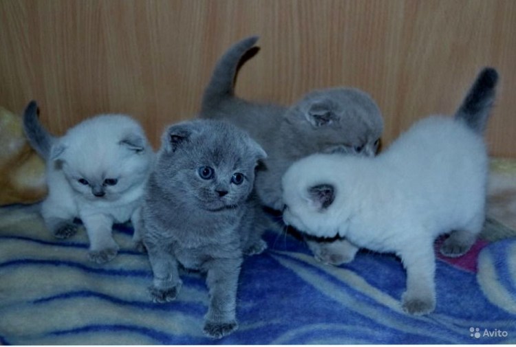 Сиамский кот метис