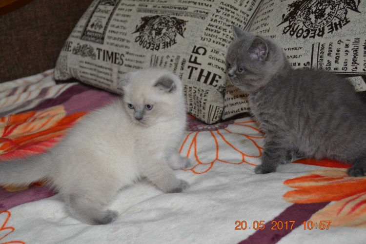 Невская маскарадная и Шотландская вислоухая