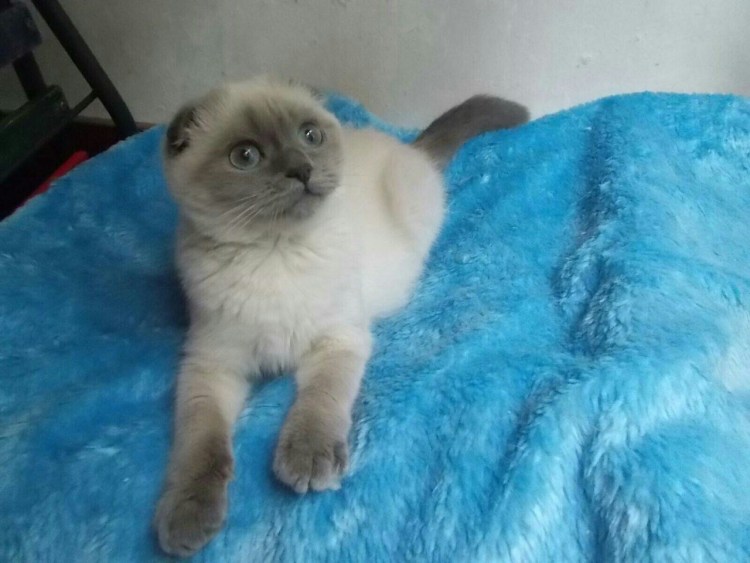 Сиамская вислоухая