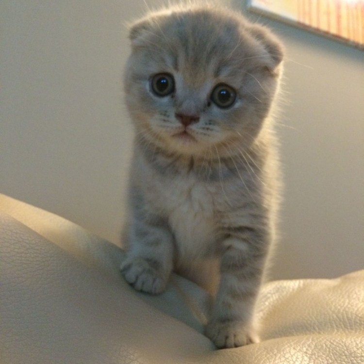 Сиамская вислоухая кошка