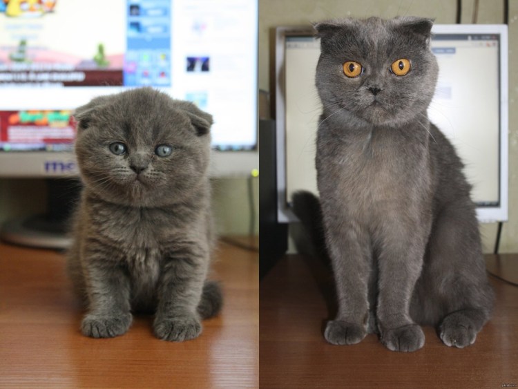 Шотландская вислоухая котята Севастополь