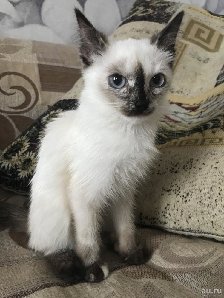 Котята в Худжанде