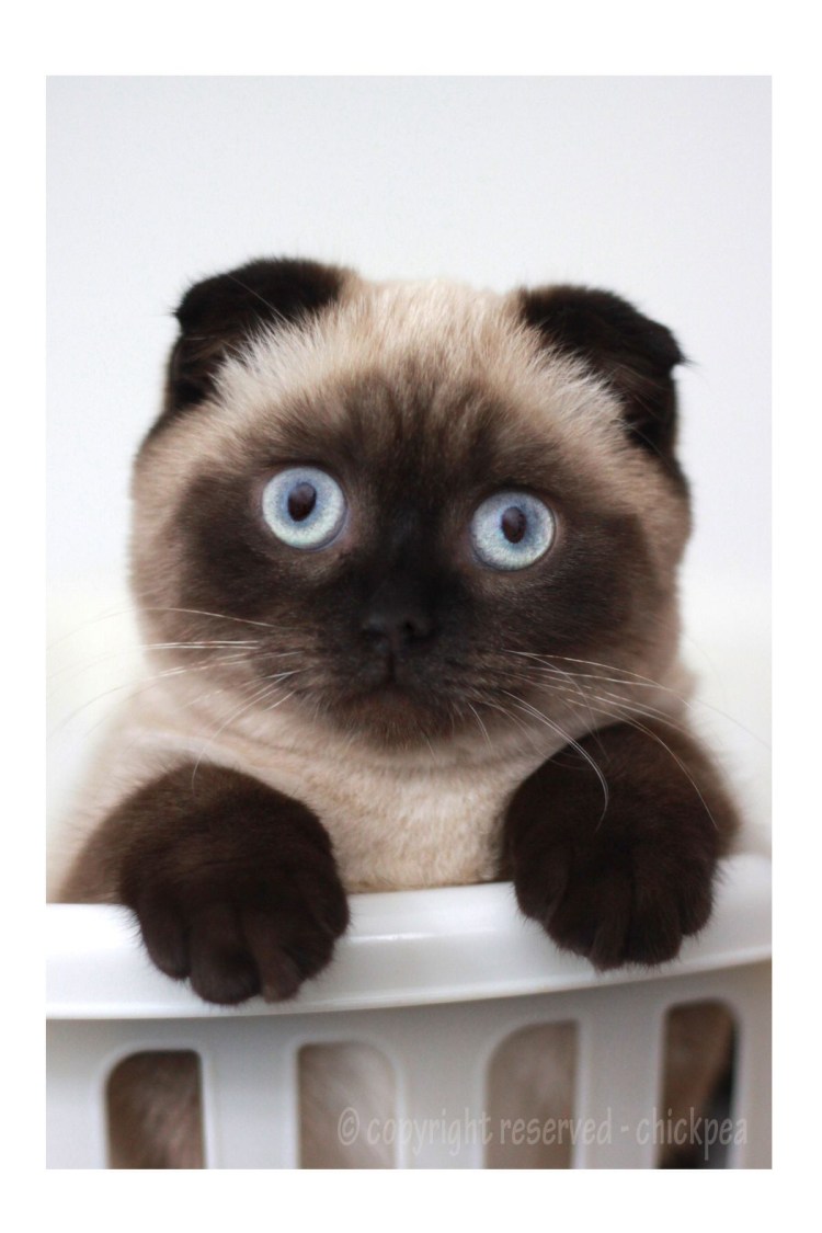 Тайский кот Блю Пойнт