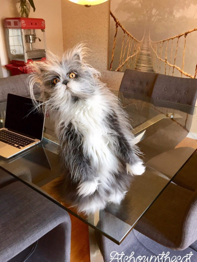 Кот Атчум порода