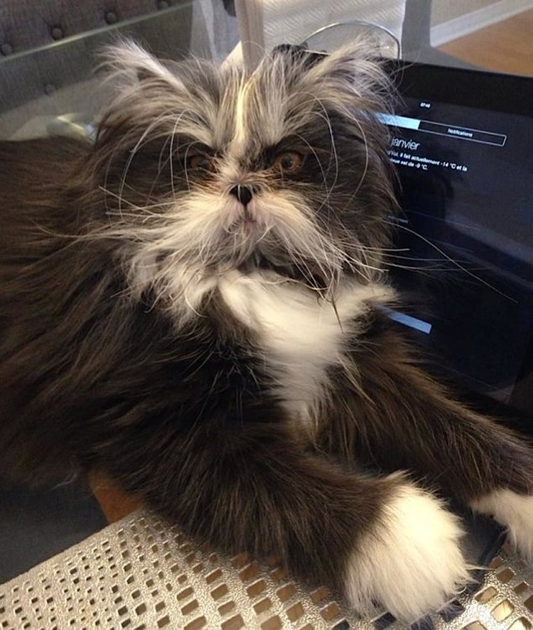 Адмирал мяу