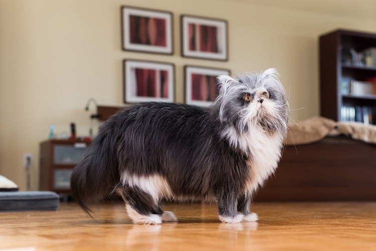 Атчум персидский