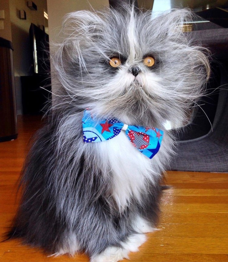 Сибирская кошка