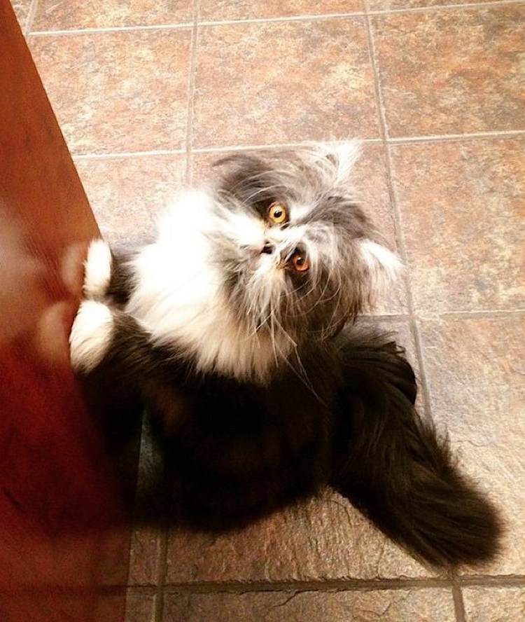 Барнаби котик