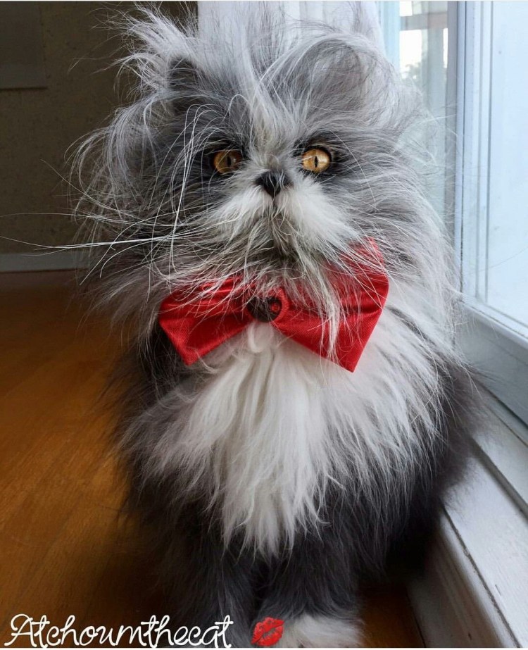 Атчум порода