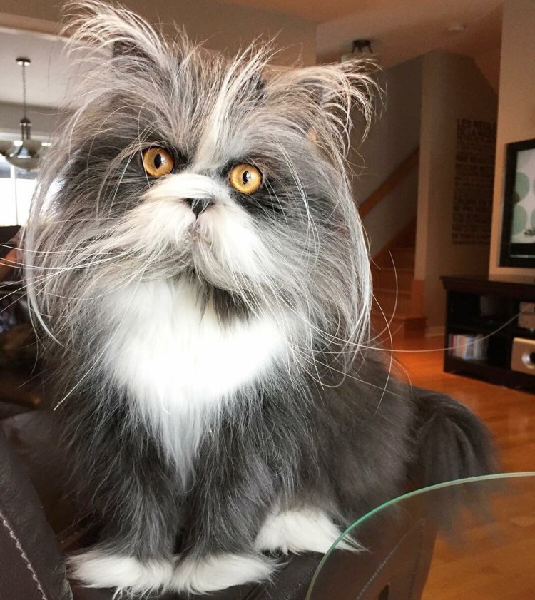 Атчум персидский кот