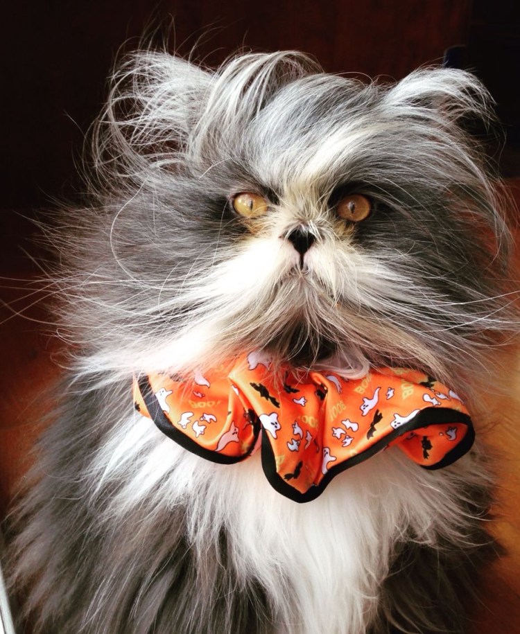 Атчум персидский