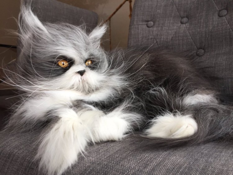 Атчум персидский