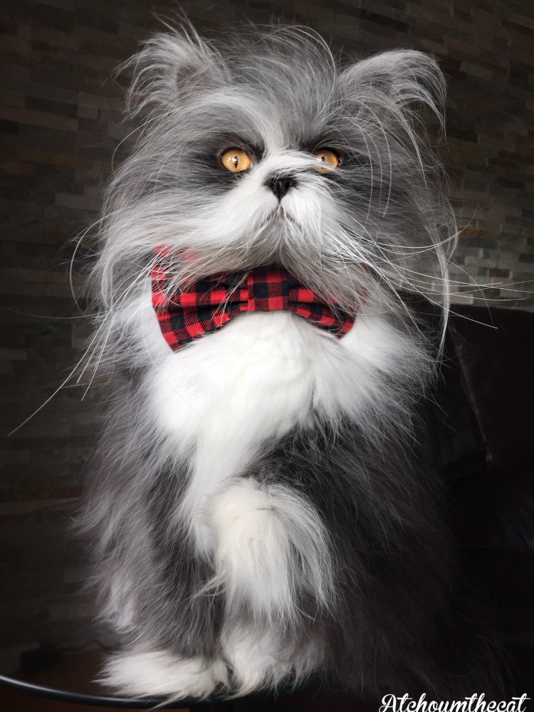 Кот Атчум порода