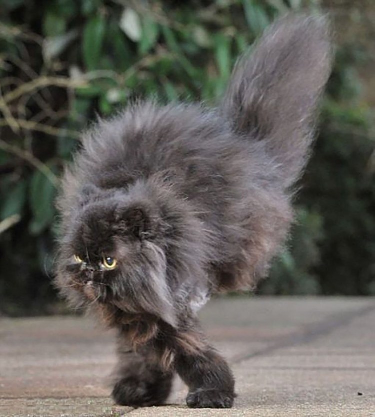 Ёшкин кот порода