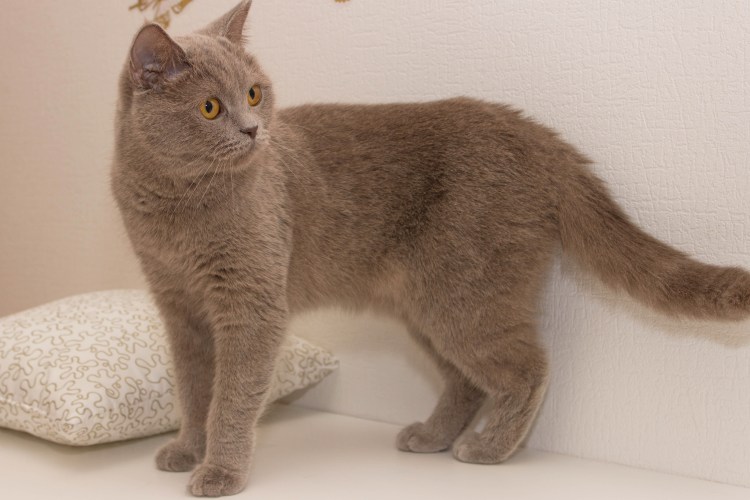 Шартрез кошка на белом фоне