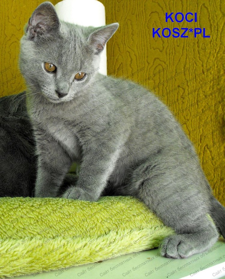 Французская голубая кошка шартрез