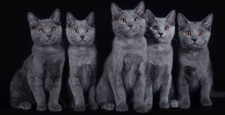 Британская короткошёрстная кошка шартрез