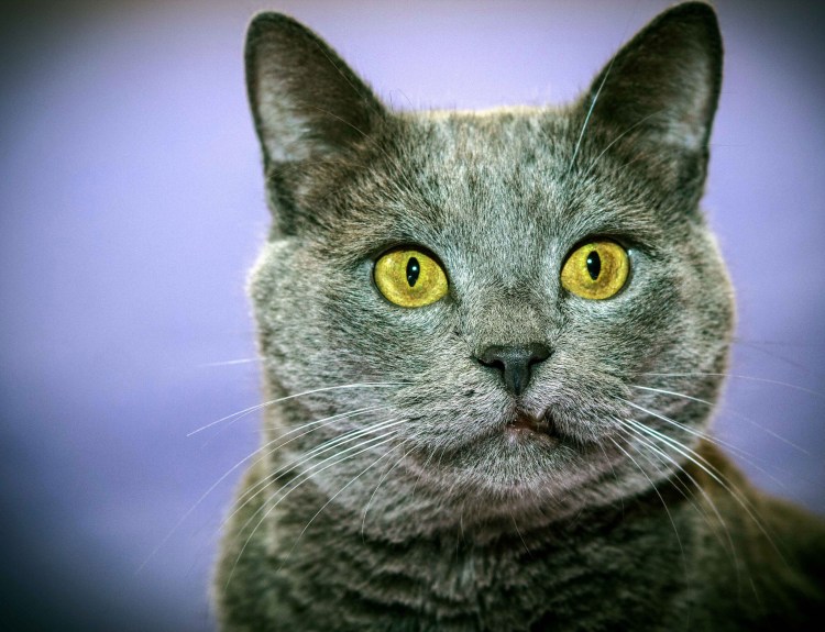 Британская короткошёрстная кошка шартрез