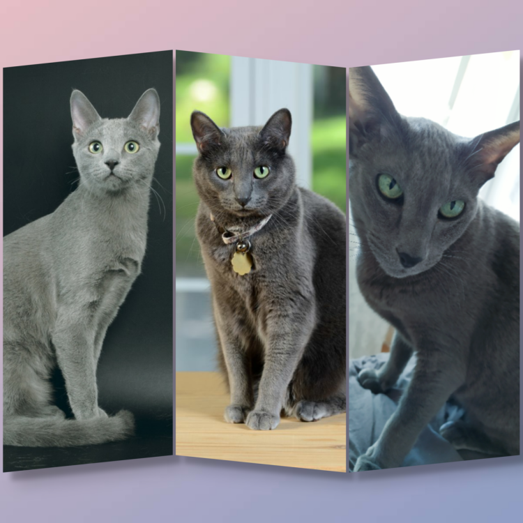 Кошка Корат и русская голубая