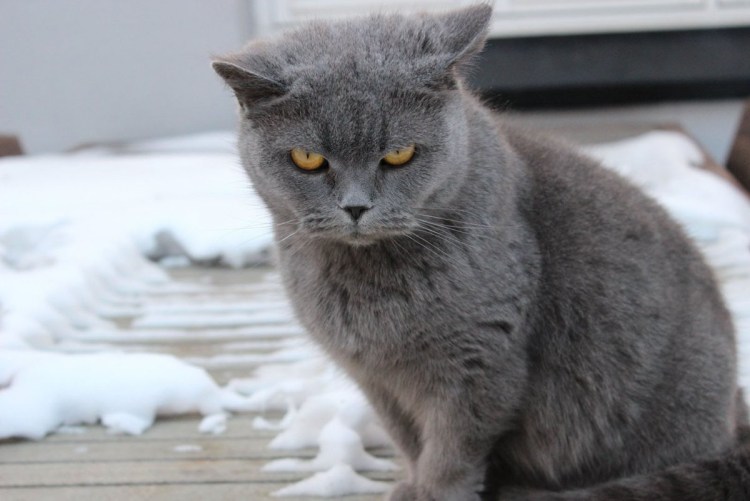 Картезианский шартрез