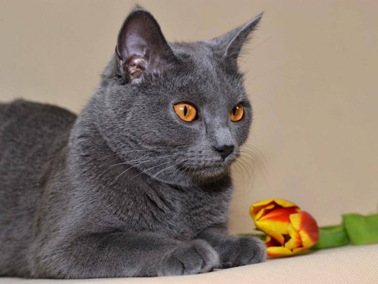 Кошки породы шартрез