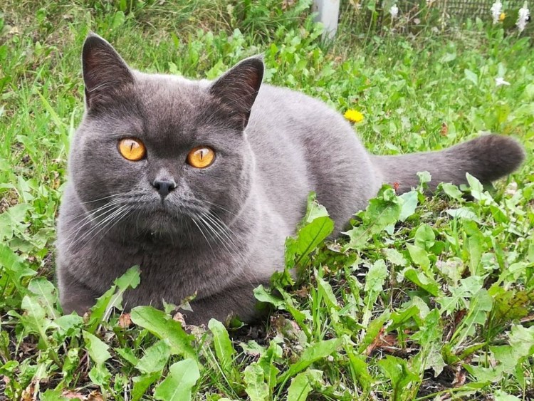 Кошки британские голубые интересные факты о жизни