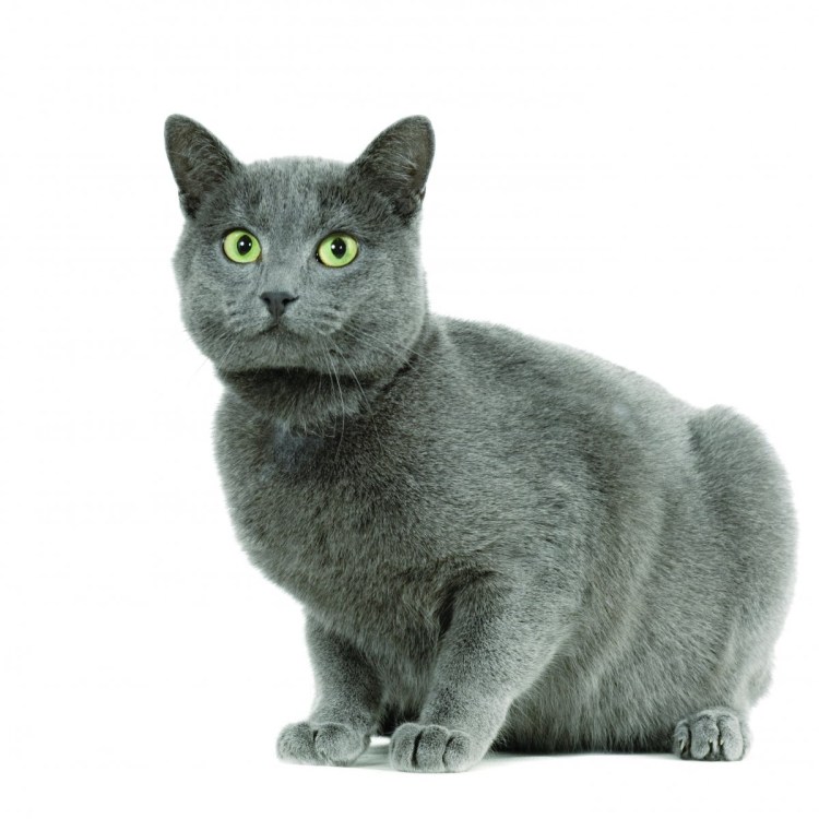 Кошки породы шартрез